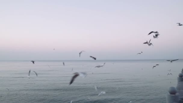 Flock of birds feeding by hand Seagulls — Stock Video