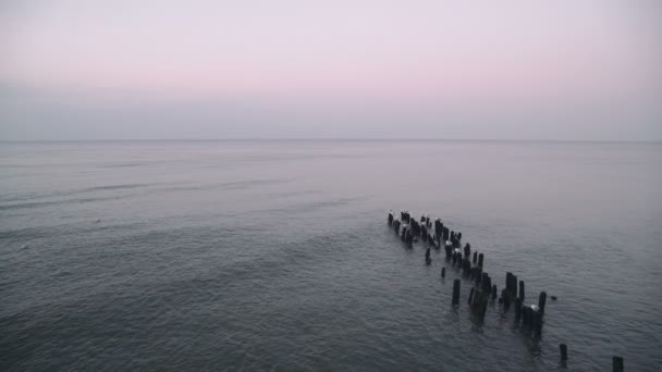 Gabbiano di mare sull'inguine nel Mar Baltico — Video Stock