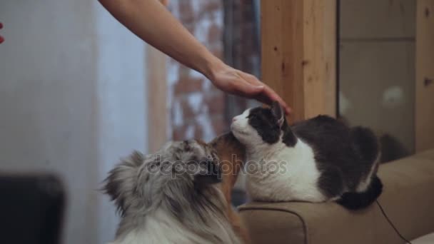 Katt och hund spelar hemma — Stockvideo