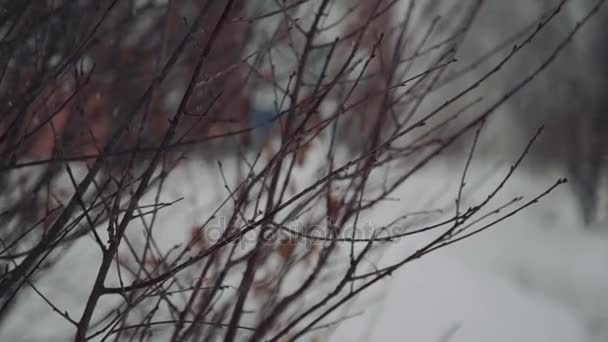 松の枝に降る雪。松に降る雪は分岐し、冬の美しい画像を作成します。 — ストック動画