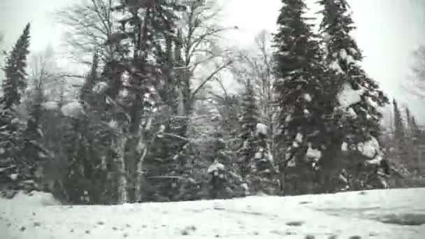 Auto silniční předmětem těžký sníh v zimní den, zimní les — Stock video