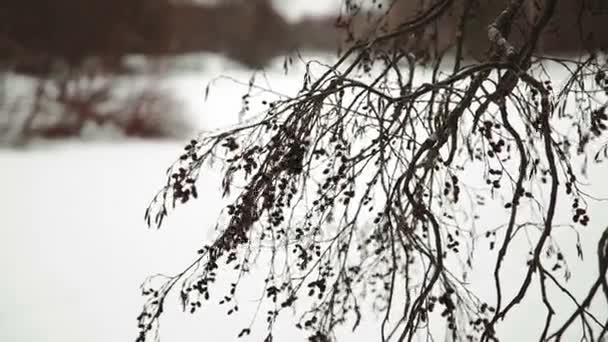 Nieve cayendo sobre rama de pino. Copos de nieve cayendo en una rama de pino y crear una hermosa imagen de invierno — Vídeo de stock