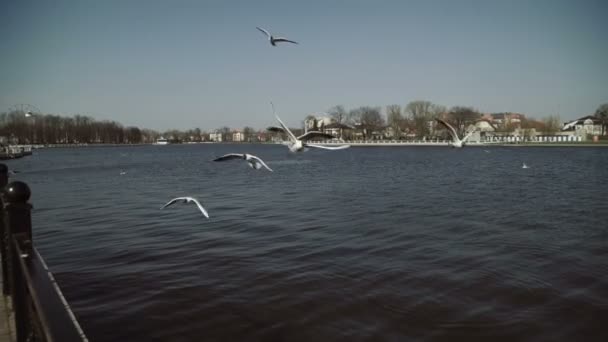 En flock måsar på staden kajen i sjön — Stockvideo