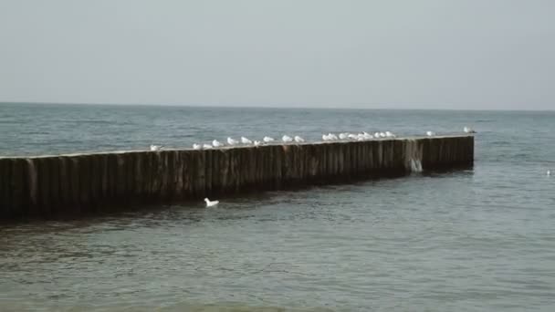 Gaviota en la ingle en el Mar Báltico — Vídeo de stock