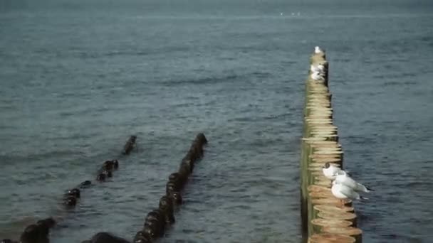 Sea gull na slabiny v Baltském moři — Stock video