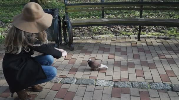 Close-up: duiven draait rond jonge vrouw. Meisje voeden. Dieren eten uit menselijke hand — Stockvideo