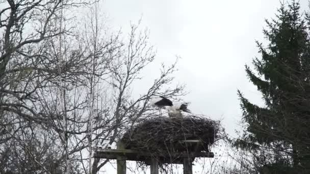 Storks in their nest. The wind will think up feathers. Concept of family and children — Stock Video