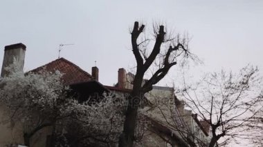 ön planda bir banliyö bölgesi, Avrupa, bir şehir içinde çıplak ağaçlar yazın. Evlerin çatıları günbatımında yaktı.