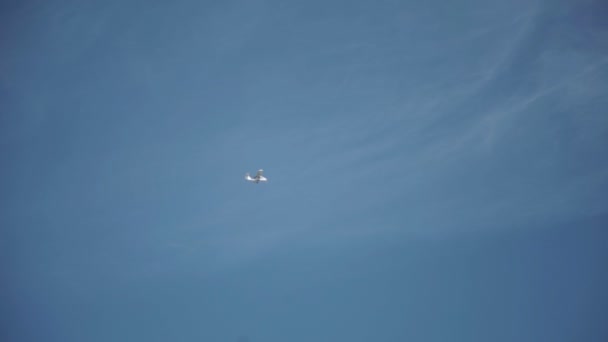 Kleinflugzeug fliegt in den Himmel — Stockvideo