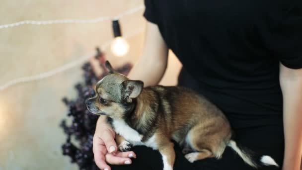 Schöne kleine Chihuahua-Hündin auf Knien sitzend blickt in die Kamera und ihre Frau küsst den Kopf. — Stockvideo