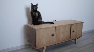 Kedi evin kaldırımında oturur.