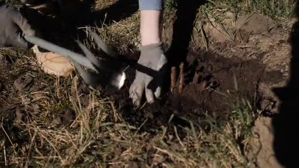 Młody człowiek pracujący w ogrodzie, ogrodnik kopie i rozluźnia ziemię — Wideo stockowe