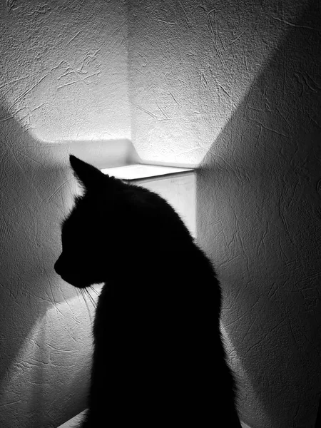 Cat light shadow beautiful black and white silhouette — Stock Photo, Image