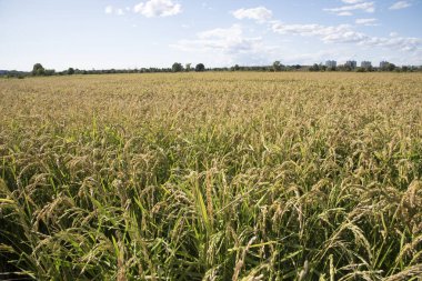 Tarım peyzaj, pirinç fidan ön planda