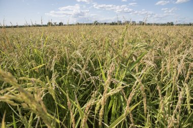 Tarım peyzaj, pirinç fidan ön planda