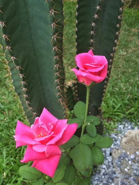 Розовые розы на фоне кактуса . — стоковое фото