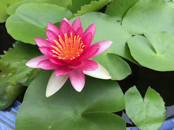 Rosa Lotusblume auf den grünen Blättern Hintergrund. — Stockfoto
