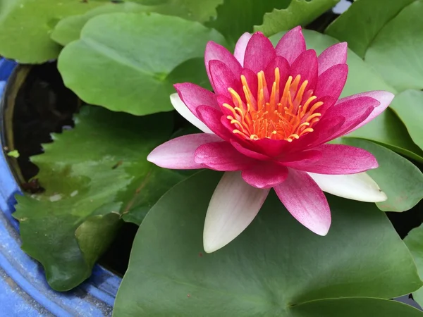 Rosa Lotusblume auf den grünen Blättern Hintergrund. — Stockfoto