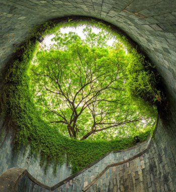 Ağacı üzerinden tünel geçit Fort Canning Parkı, Singapur.