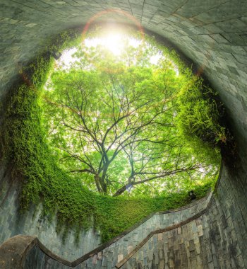 Fort Canning Parkı, tünel geçit üzerinde ağaç.