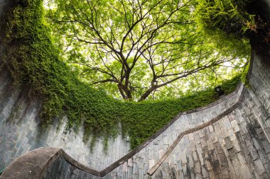 Fort Canning Parkı ve Penang tünel geçit üzerinde ağaç.