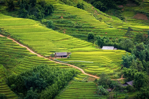 Champs de riz et couches de terrasse à Sapa, Vietnam — Photo