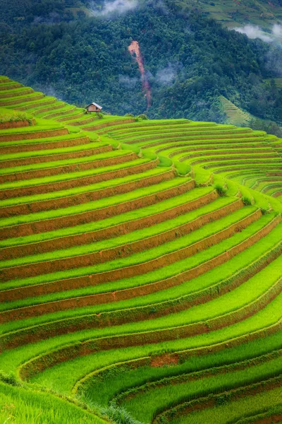 Couches de terrasse avec rizière, Naturel et lifestyle — Photo