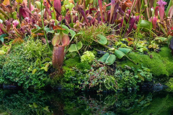 Kleiner Garten mit Nemininen und verschiedenen Pflanzen in der Kuppel — Stockfoto