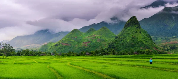 日光遮阳稻田及梯田全景 — 图库照片