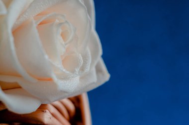 Klasik mavi pantolonlu beyaz güller 2020 model arka plan. Sevgililer Günü, Anneler ve Kadınlar Günü