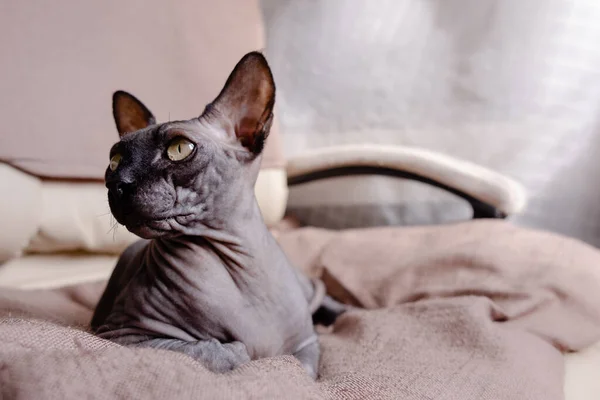 Gri Kanada Sphynx koltukta yatıyor. Kedi uyuyor ve güneşe bakıyor. Üst yatay görünüm Copyspace hayvan bakımı