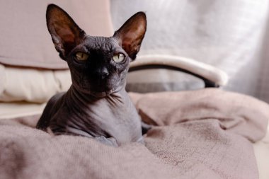 Gri Kanada Sphynx koltukta yatıyor. Kedi uyuyor ve güneşe bakıyor. Üst yatay görünüm Copyspace hayvan bakımı kavramı