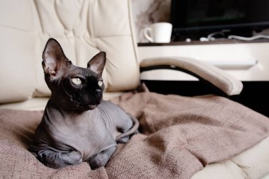 Gri Kanada Sphynx koltukta yatıyor. Kedi uyuyor ve güneşe bakıyor. Üst yatay görünüm Copyspace hayvan bakımı kavramı