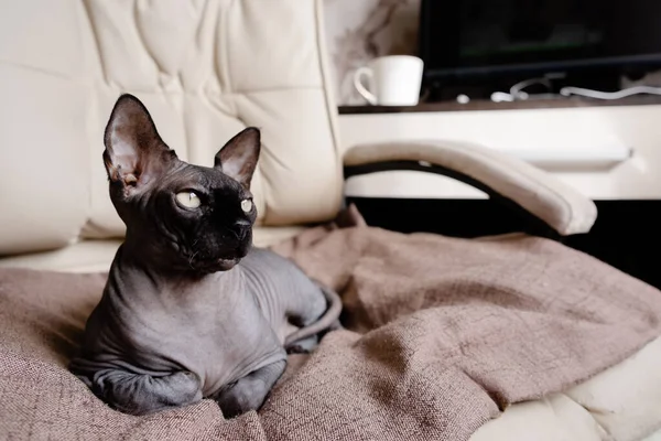 Jouer Sphynx Sans Poils Chats Images Libres De Droit Photos De Jouer Sphynx Sans Poils Chats Depositphotos Jouer Sphynx Sans Poils Chats Images Libres De Droit Photos De Jouer Sphynx Sans Poils Chats Depositphotos