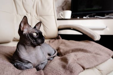 Gri Kanada Sphynx koltukta yatıyor. Kedi uyuyor ve güneşe bakıyor. Üst yatay görünüm Copyspace hayvan bakımı