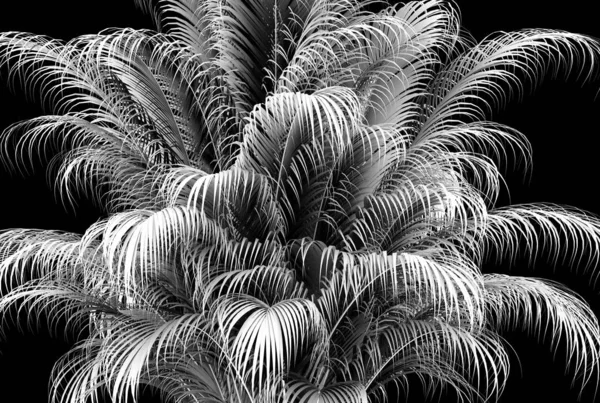 Siyah arkaplan üzerinde palmiye ağacı 3d oluşturucu