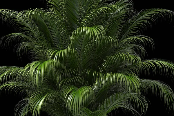 Siyah arkaplan üzerinde palmiye ağacı 3d oluşturucu