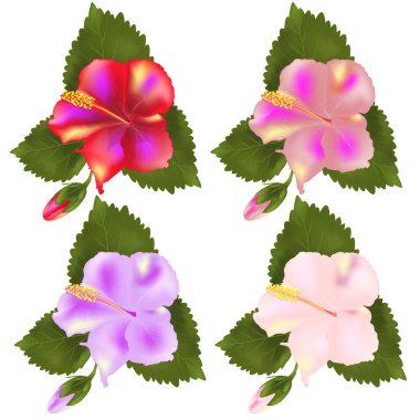 Güzel renkli Hibiscus beyaz arka plan üzerinde. Vektör çizim. EPS 10