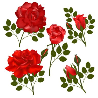Rose 'la kusursuz bir düzen. Vektör çizimi. EPS 10