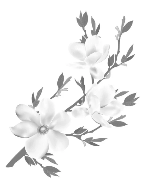 Hermoso Fondo Con Magnolia Ramita Floreciente Ilustración Vectorial Eps — Archivo Imágenes Vectoriales