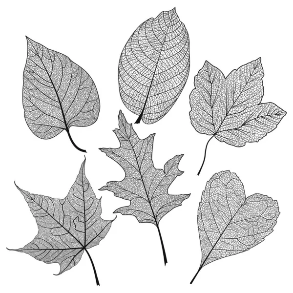 Set Leaves Black White Vector Illustration Eps — Stock Vector