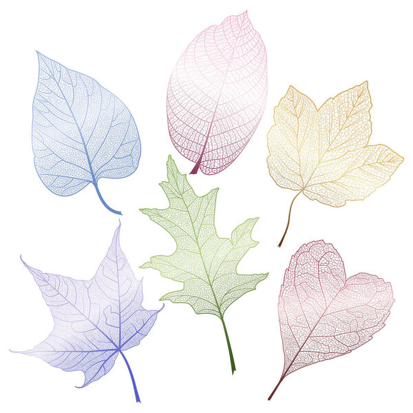 Set colored leaves on white. Vector illustration. EPS 10.