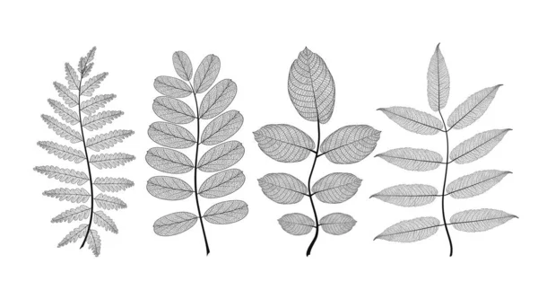 Set Leaves Black White Vector Illustration Eps — Stock Vector