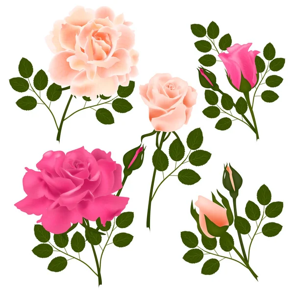 Set Flowers Rose Isolated White Background Ilustración Vectores Eps — Vector de stock