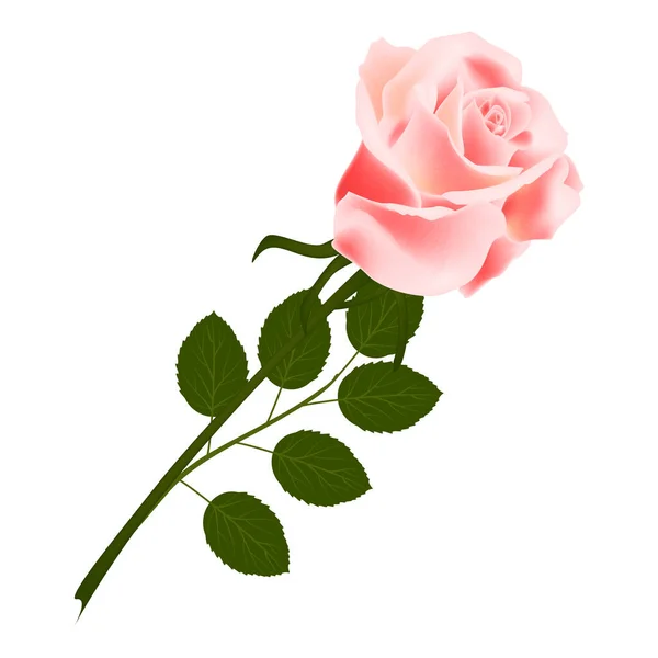 Bellissimo Fiore Rosa Isolato Sfondo Bianco Illustrazione Vettoriale Eps — Vettoriale Stock