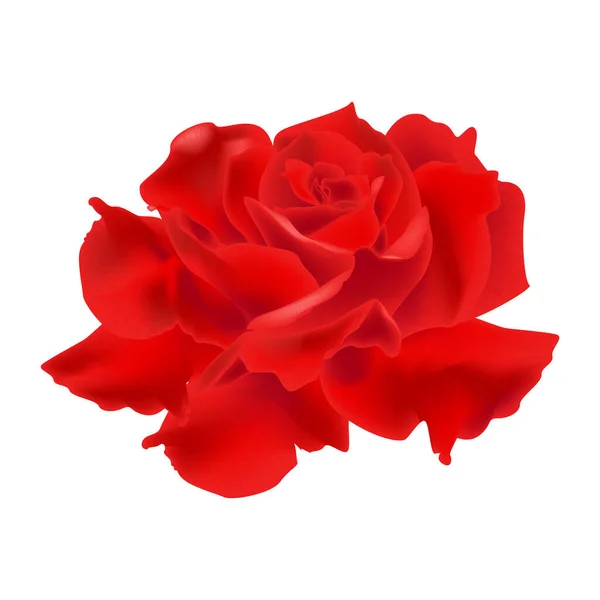 Mooie Rose Bloem Geïsoleerd Witte Achtergrond Vector Illustratie Eps — Stockvector