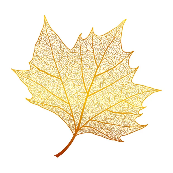 Érable Feuilles Isolé Illustration Vectorielle — Image vectorielle