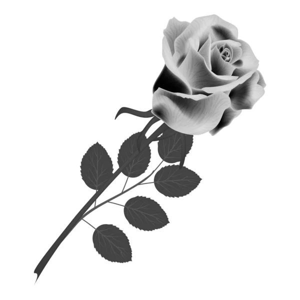 Прекрасна Квітка Троянди Ізольована Білому Тлі Векторні Ілюстрації Епс — стоковий вектор