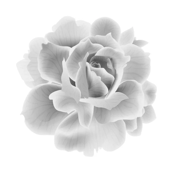 美丽的玫瑰花朵在白色的背景上被隔离 矢量图解 Eps — 图库矢量图片