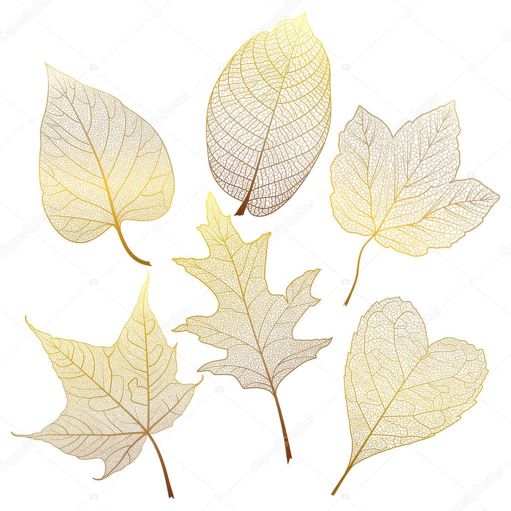 Set colored autumn leaves on white. Vector illustration. EPS 10.